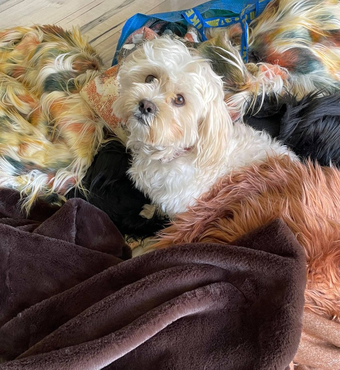 A photo of a dog in a bed of faux fur